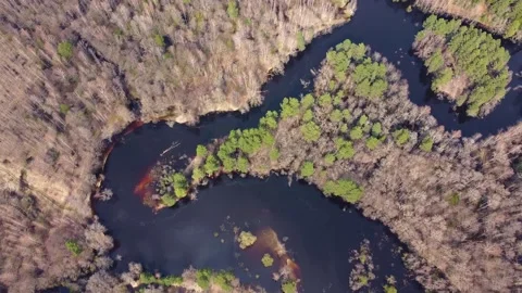 Aerial view of the river between the pines Stock-Footage 190027691