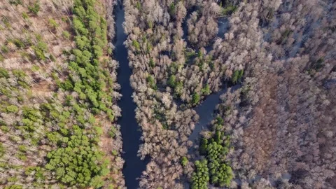 Aerial view of the river between the pines Stock Footage 190028173