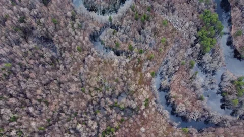 Aerial view of the river between the pines Stock Footage 190029556