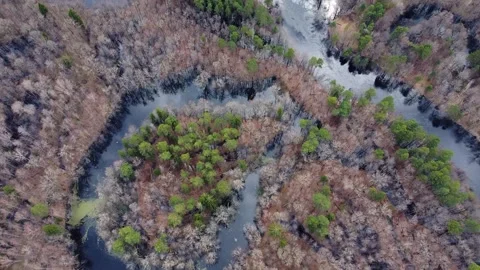 Aerial view of the river between the pines Stock Footage 190030656