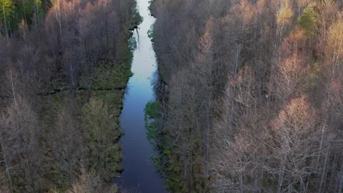 Aerial view, a river flowing through a forest. A bird flies towards the drone. Video stock 276529037