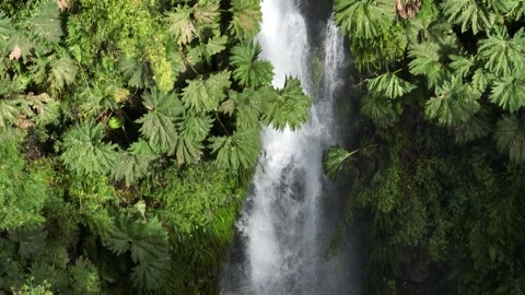 Aerial View of River Flowing Through Tropical Green Rainforest Stock Footage 312747184