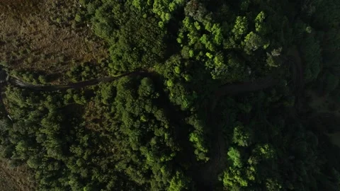 Aerial View of River Flowing Through Tropical Green Rainforest Stock Footage 312748638