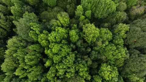 Aerial View of River Flowing Through Tropical Green Rainforest Stock Footage 312749920