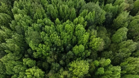 Aerial View of River Flowing Through Tropical Green Rainforest Stock Footage 312750093