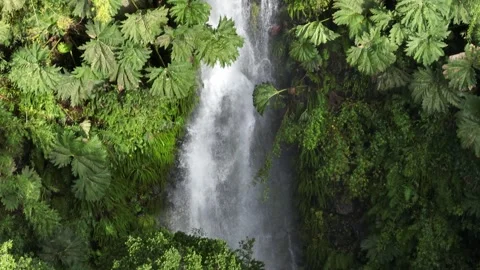 Aerial View of River Flowing Through Tropical Green Rainforest Stock Footage 312751667