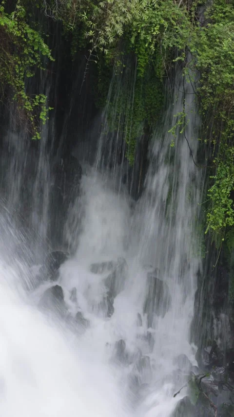 Aerial View of River Flowing Through Tropical Green Rainforest Stock Footage 313957577
