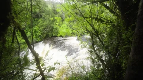 Aerial View of River Flowing Through Tropical Green Rainforest Stock Footage 313957585