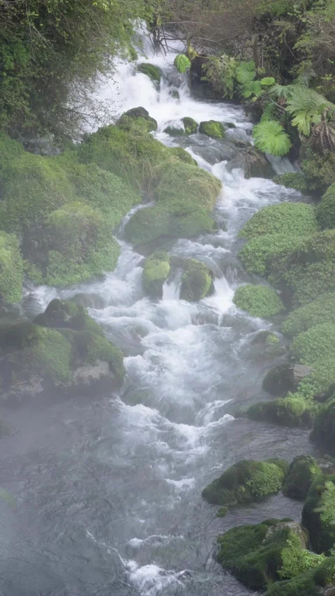 Aerial View of River Flowing Through Tropical Green Rainforest Stock Footage 313957643