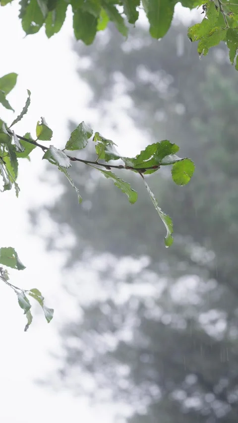 Aerial View of River Flowing Through Tropical Green Rainforest Stock Footage 313957737