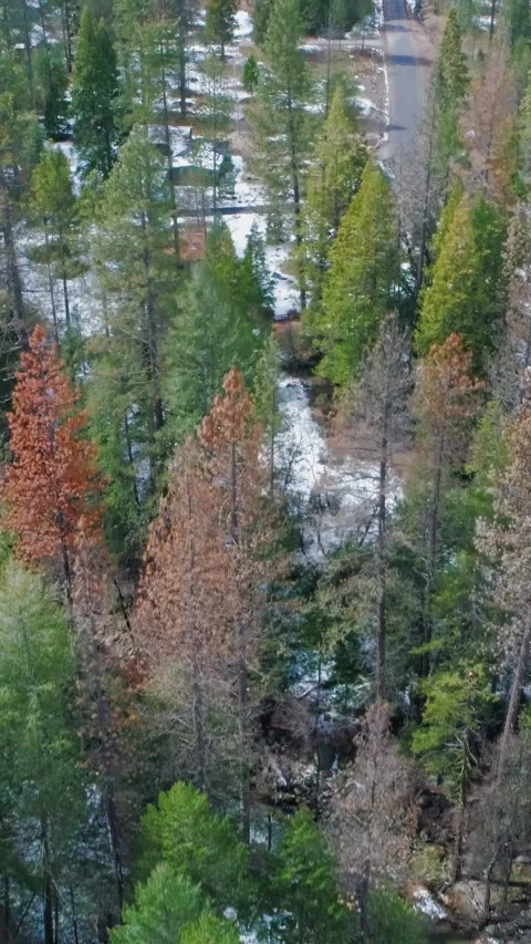Aerial view of a river flowing through a dense forest. Yosemite, USA Stock Footage 314402771
