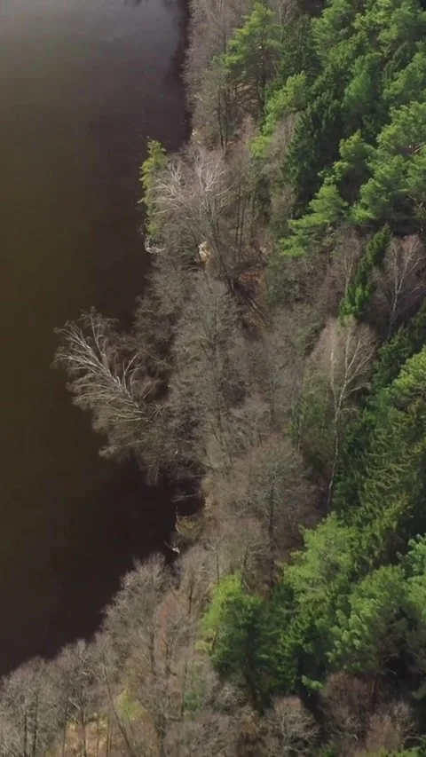 Aerial view of river flowing through green pine forest Stock Footage 334169597