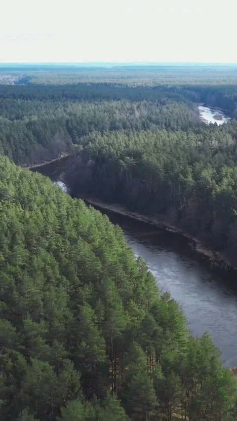 Aerial view of river flowing through green pine forest Video stock 334183820