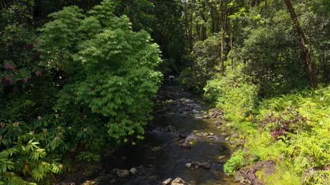 Aerial view from a river to the forest canopy 库存影片 345752739