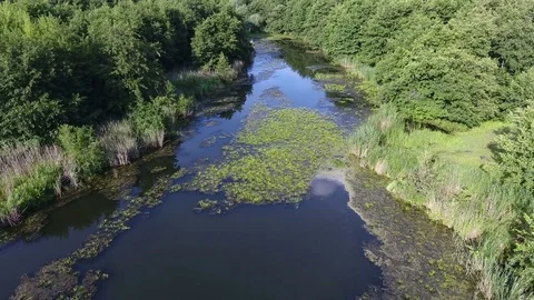 Aerial view of river in forest Stock Footage 77722196