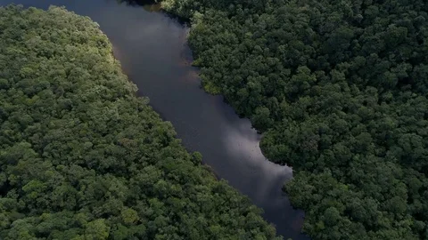 Aerial View of River in Rainforest, Latin America Stock Footage