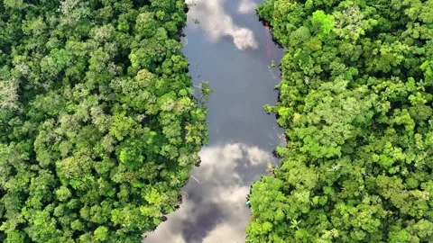 Aerial View of River Reflection in Amazon Rainforest Stock-Footage 289804560