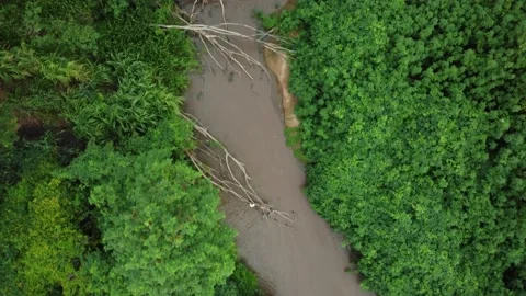 Aerial view of a river running through the woods in Brazil Stock Footage 239578649
