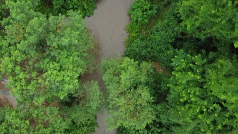 Aerial view of a river running through the woods in Brazil Stock Footage 239578684