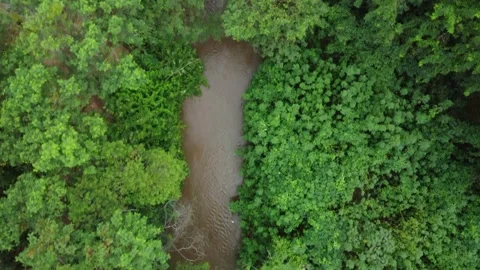 Aerial view of a river running through the woods in Brazil Stock Footage 239578690