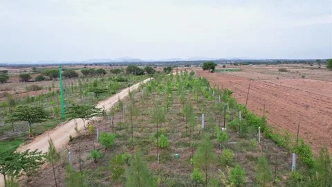 Aerial View of River She-Oak and Sandalwood Plantations Across Dry Lands in.. Stock Footage 340967091