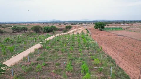 Aerial View of River She-Oak and Sandalwood Plantations Across Dry Lands in.. Stock Footage 340967092