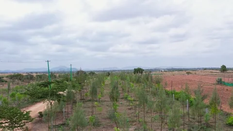 Aerial View of River She-Oak and Sandalwood Plantations Across Dry Lands in.. Stock-Footage 344411662