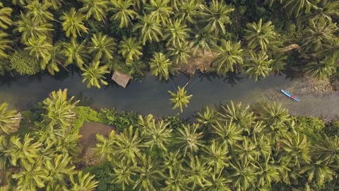 Aerial view of a river sorrounded with vast of palm trees, tropical foliage. Stock Footage 115958036