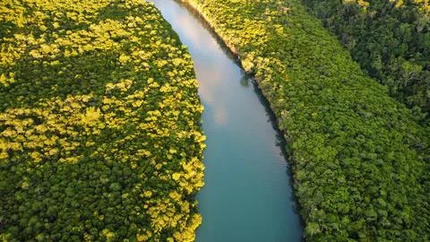 Aerial View of River Through dense Mangrove Forest in Daintree Stock Photos
