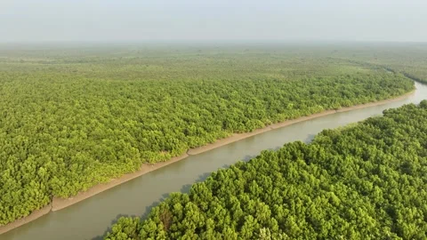 Aerial view of river through forest, Bangladesh. Vídeo Stock 315644778