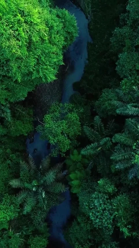 Aerial view of river through lush forest. Stock Footage 335735114