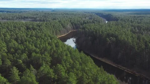 Aerial view of a river through a pine forest Stock Footage 333836966