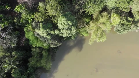 Aerial view river in tropical rainforest Stock Footage 168917601