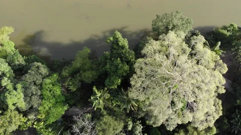 Aerial view river in tropical rainforest Stock Footage 168917800