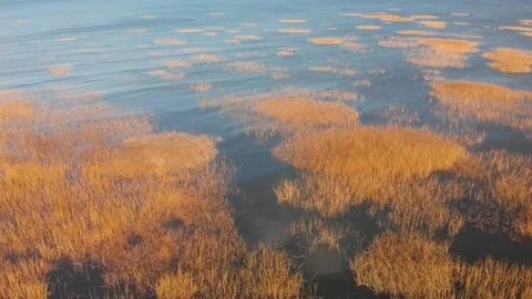Aerial view of river with vibrant orange reeds in shimmering water. Stock Footage 337985366