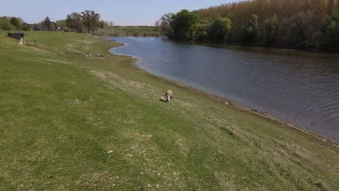 Aerial View of River Winding Through Green Meadows and Trees Видео 153175627