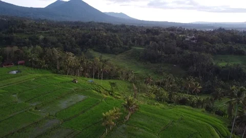 Aerial View of River Winding Through Rice Fields and Jungle in Bali Stock-Footage 333169761