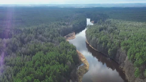 Aerial view of a river winding through pine forest Video stock 333828917