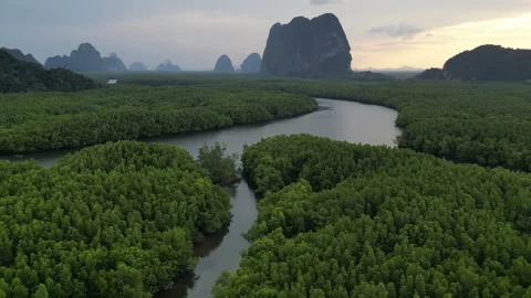Aerial View of River Winding Through Mangrove Forest in Phang Nga, Thailand Stock Footage 335254520