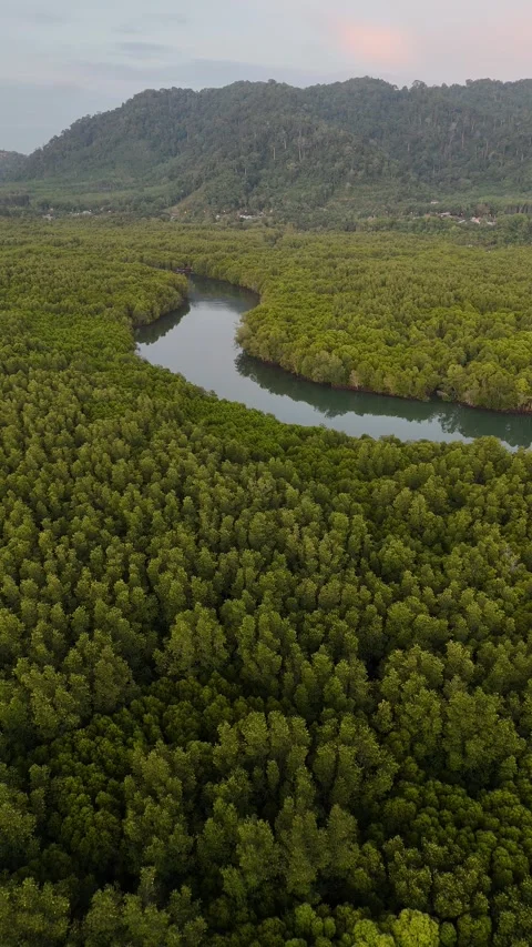 Aerial View of River Winding Through Mangrove Forest in Koh Lanta, Thailand Stock Footage 335945710
