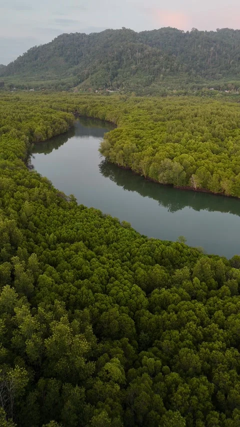 Aerial View of River Winding Through Mangrove Forest in Koh Lanta, Thailand Stock Footage 335945730
