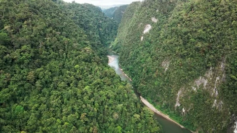 Aerial view of rivers that cut's through the tropical rain forest Stock Footage 266091939