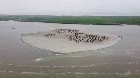 Aerial view of a riverside cattle farm where buffaloes stand in a neat line Stock Footage 285378913