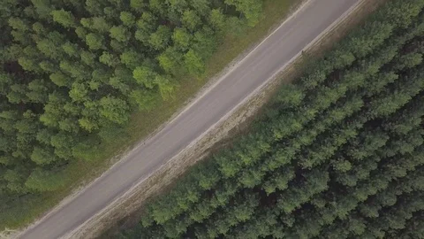 Aerial view of road above pine forest Stockbeeldmateriaal 84256347