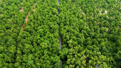 Aerial View of Road between Forest, Drone Video in India Stock Footage 211140543
