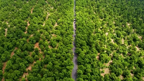 Aerial View of Road between Forest, Drone Video in India Stock Footage 211140642