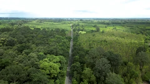 Aerial view road between green nature forest Stock Footage 241219798