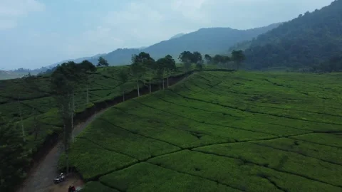 Aerial view of road between tea plantations and forest in mountains. Stock Footage 258827795