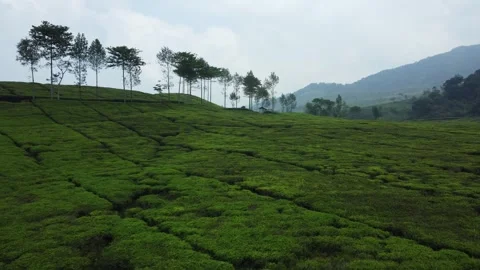 Aerial view of road between tea plantations and forest in mountains. Stock Footage 258899662