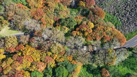 Aerial view of a road cross through colorful autumn forest, Taiwan, Asia. Vídeo Stock 100073647